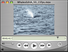 Large Whale Movie